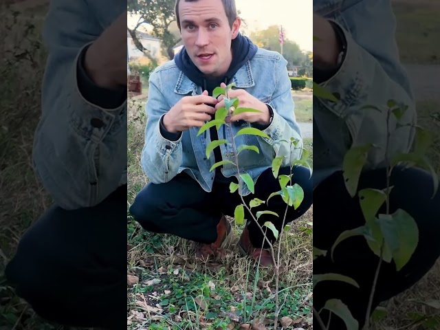 Why This Hill Country Cherry Belongs in Your Yard