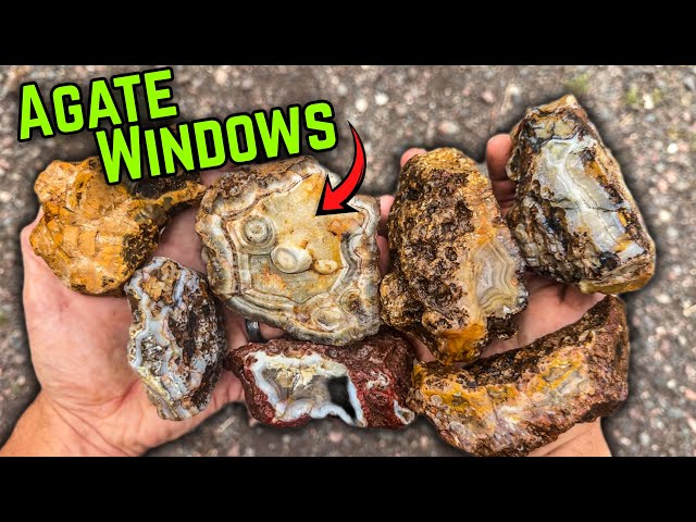 Best Calandria Agate Ever Cut Open?!