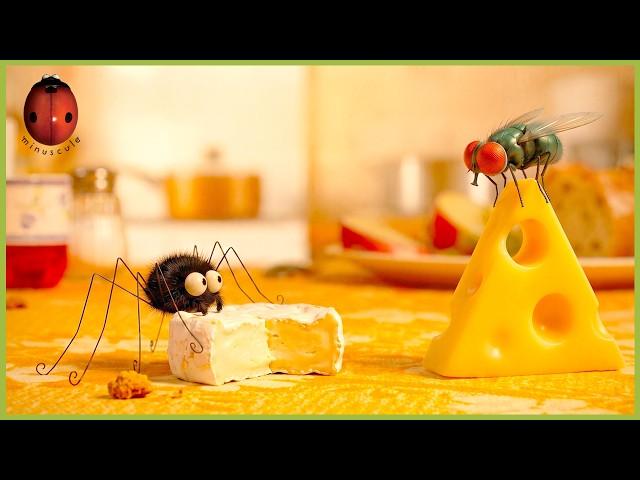 King Size Camembert | Minuscule | 30' Compilation