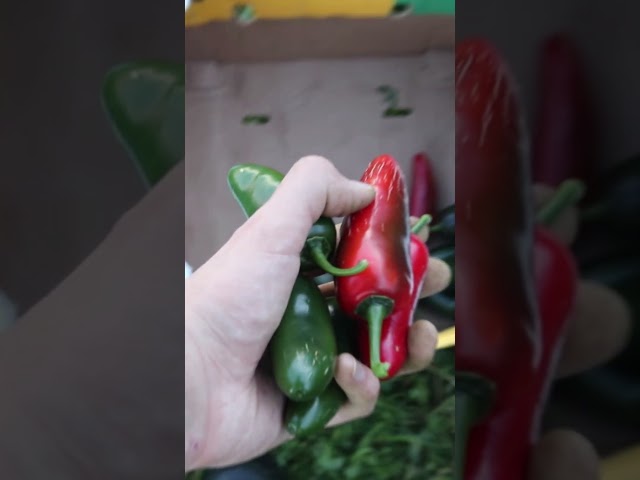 Take a Risk This Gardening Season! 🔥🌱
