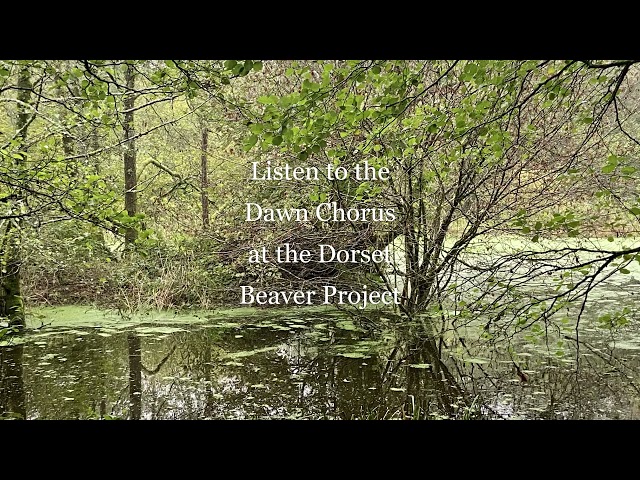 Dawn chorus at the Dorset Beaver project clip