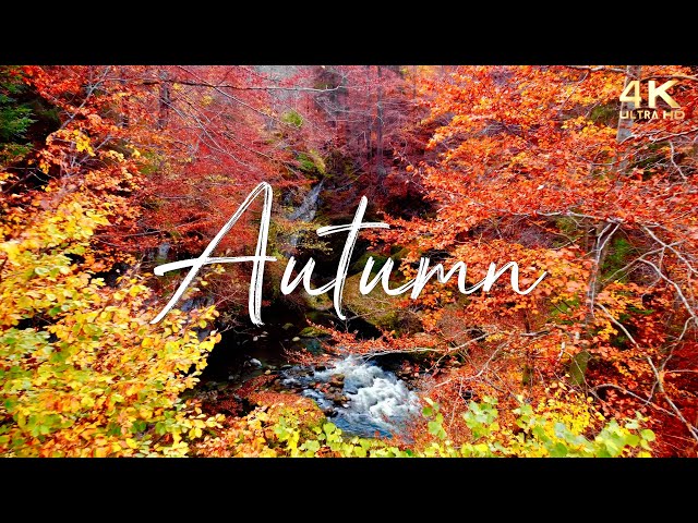 🍁 Enchanting Autumn Ambience 🍁 4K Nature Scenes with Forest Sounds & Peaceful Music