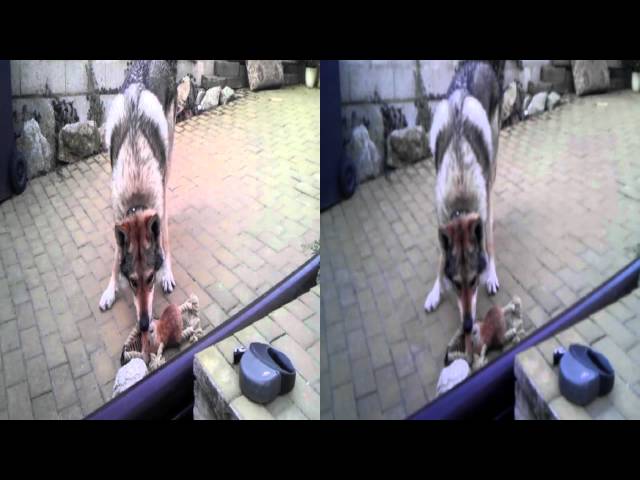 Wolfdog attack in 3D
