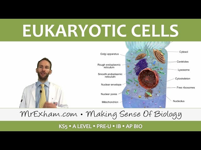 Eukaryotic Cell Structure - Organelles - Post 16 Biology (A Level, Pre-U, IB, AP Bio)
