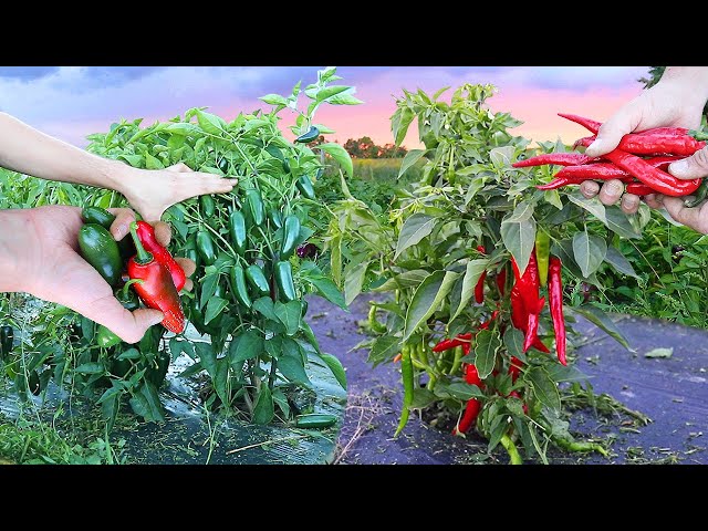 Magnificent Hot Pepper Harvest at the Half Acre
