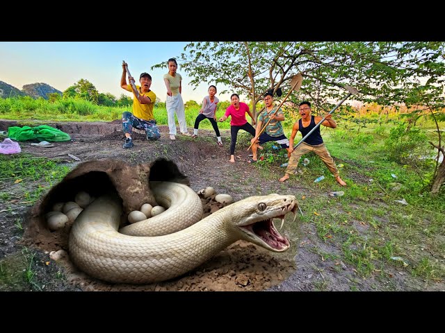 Expert Bravely Digs Up and Captures a Giant White Python