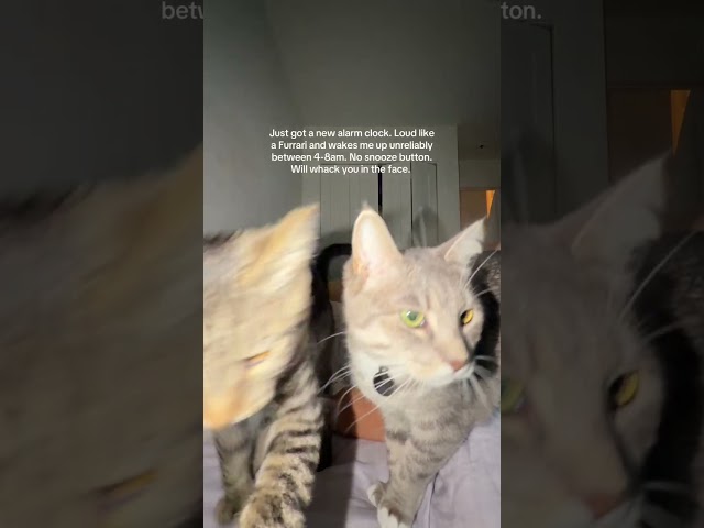 Surprise at the end 👀🤍🐱
