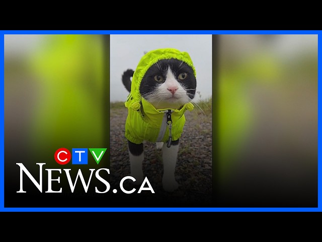 Ontario cat content creator gains 1M followers