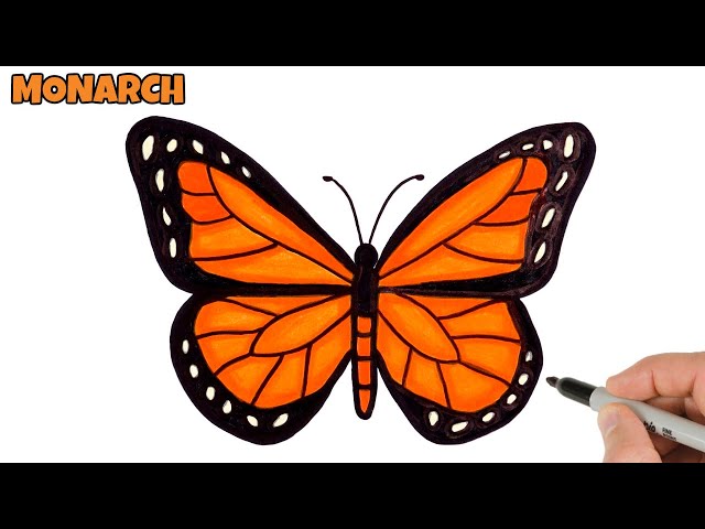 How to Draw Butterfly Easy | Monarch butterfly drawing and coloring | Art Tutorial