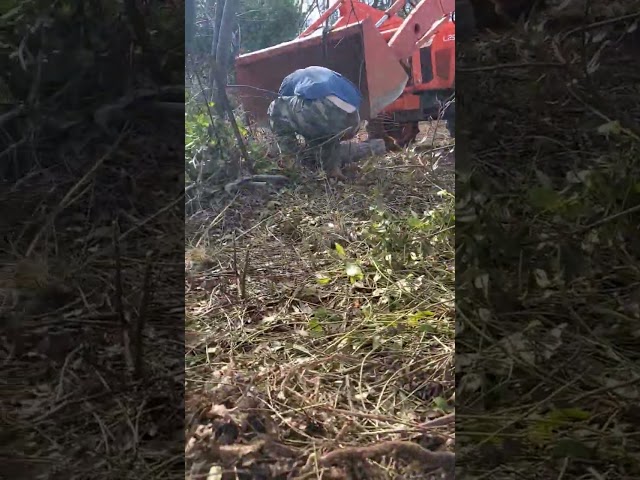Black Berry and Big tree Removal getting the creek cleared! #rattlesnakes #workboots #grind #Work