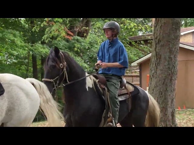 Paso Fino Warrior, Rocky Mountain Canelo and SSH Mare EZ