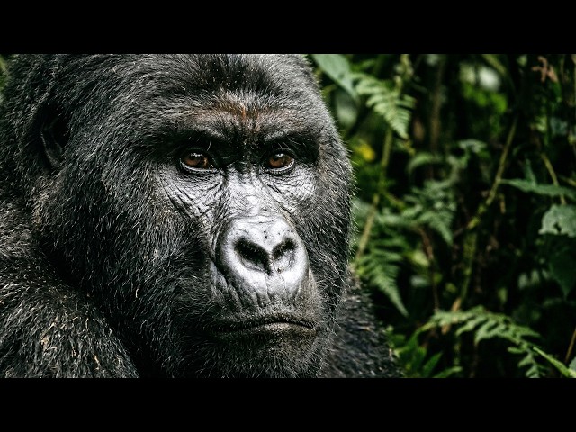 This Documentary About Apes Will Blow Your Mind | Full Documentary