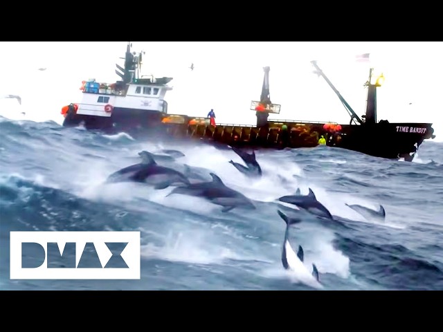 Captain Johnathan Hillstrand Finds Pod of 3000 Dolphins | Deadliest Catch