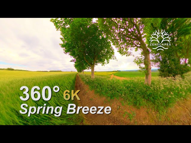 Spring Breeze - gently blowing relaxing wind, sound of birds and trees, peaceful and restorative.