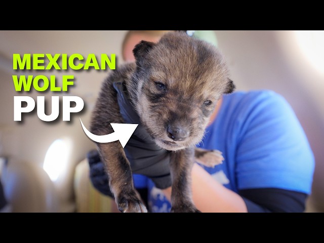 How to Save a Wolf from Extinction