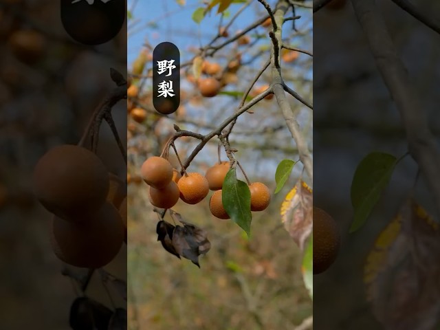Traditional Chinese Fruit Harvesting & Homemade Snacks and Refreshing Drink | Rural Cooking