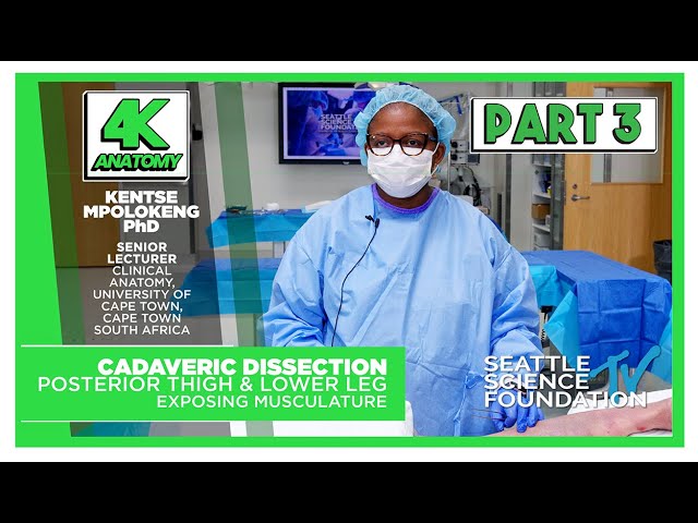 4K Anatomy - Leg Dissection - Part Three,  Posterior Thigh & Lower Leg - Kentse Mpolokeng, PhD
