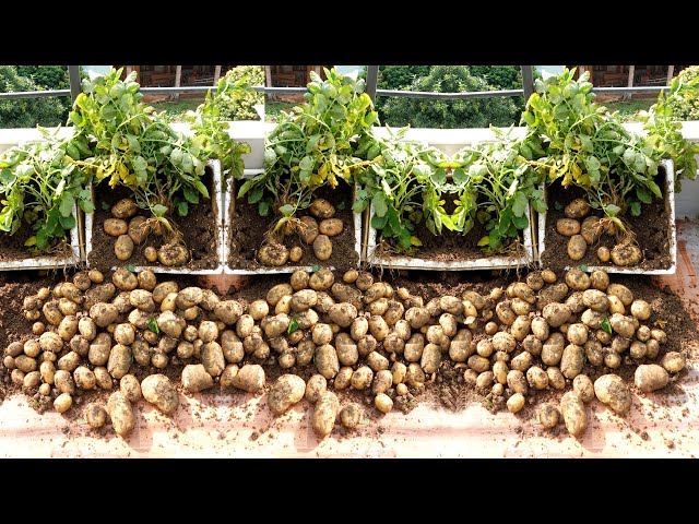 I don't need to buy Potatoes at the market anymore, when I know this trick