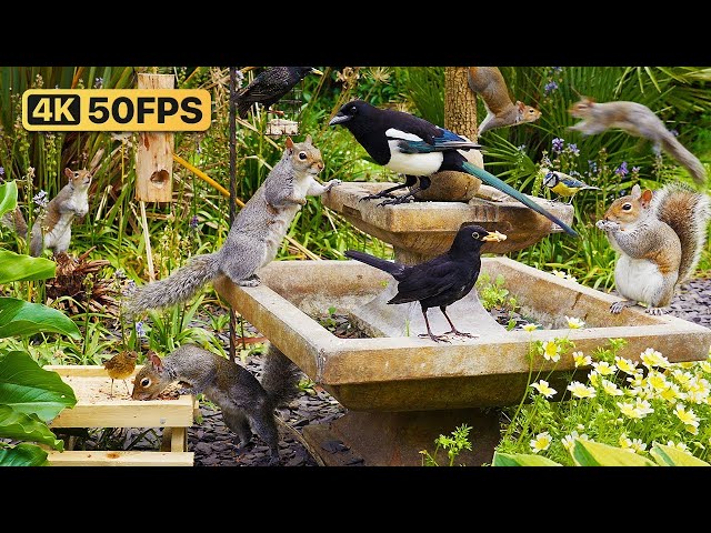 Cat TV for Cats to Watch 😸 Birds for Cats to Watch 🕊 Squirrel Videos for Cats