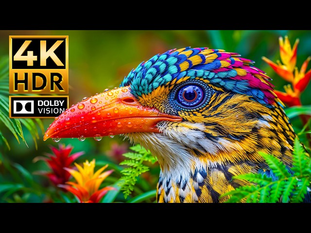 Wildlife Like You’ve Never Seen Before | Stunning 4K HDR 120FPS on OLED & 8K TVs