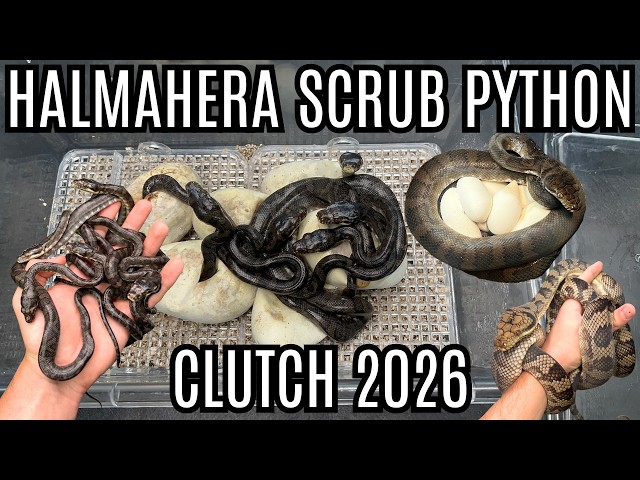 Halmahera Scrub Python Clutch | HUGE Babies!!
