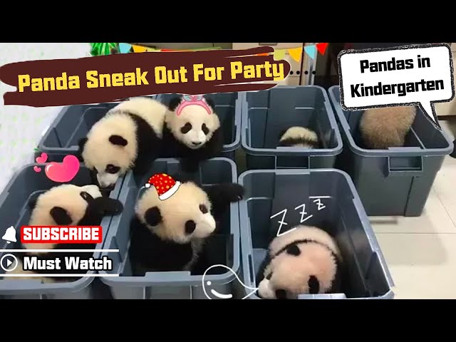 Panda Scout Trying To Sneak Out For Party! | iPanda