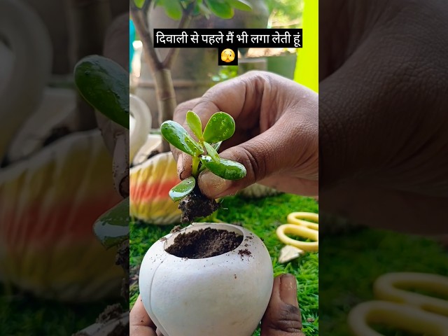 दिवाली से पहले मैं भी लगा लेती हूं🫣 #youtubeshorts #viral #shortsfeed #trending #jadeplant #shorts
