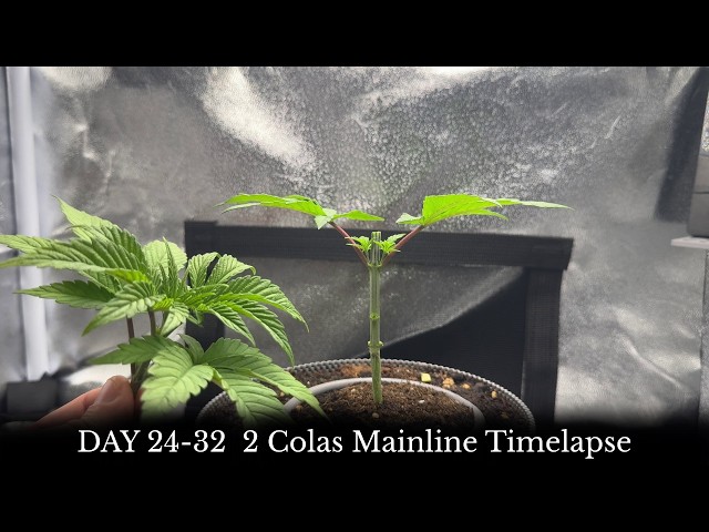 DAY 24-32 | 2 Colas Mainline Timelapse