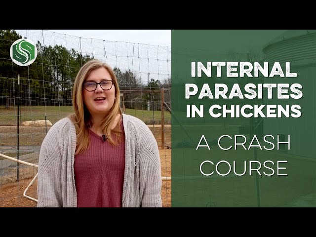 Preventing Internal Parasites in Chickens: A Crash Course