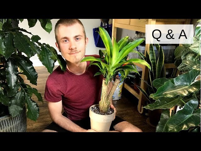 Houseplant Q&A | Etsy, Cats & Plants, Etc.