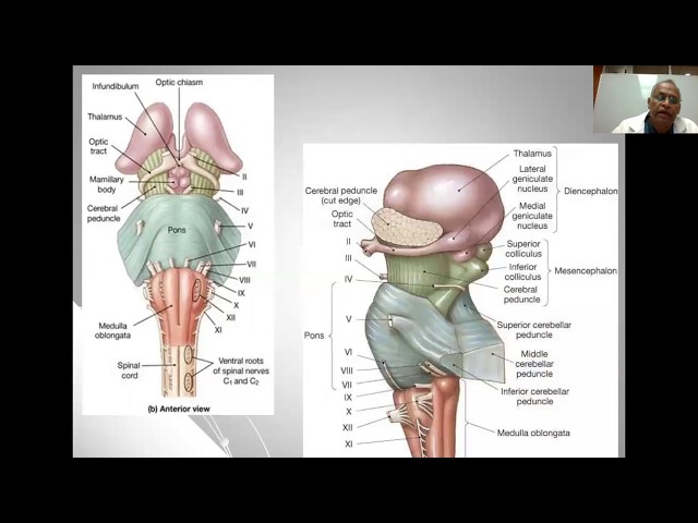Extreme Lateral Approach - Dr. Laligam Sekhar