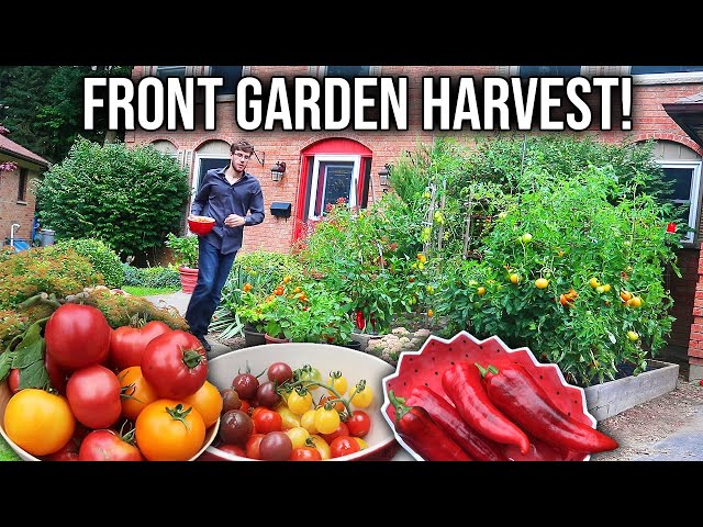 Surreal Front Yard Vegetable Garden Harvest