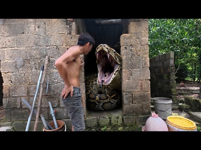 Giant Python Attacks a Man in an Abandoned Shelter! 😱🐍