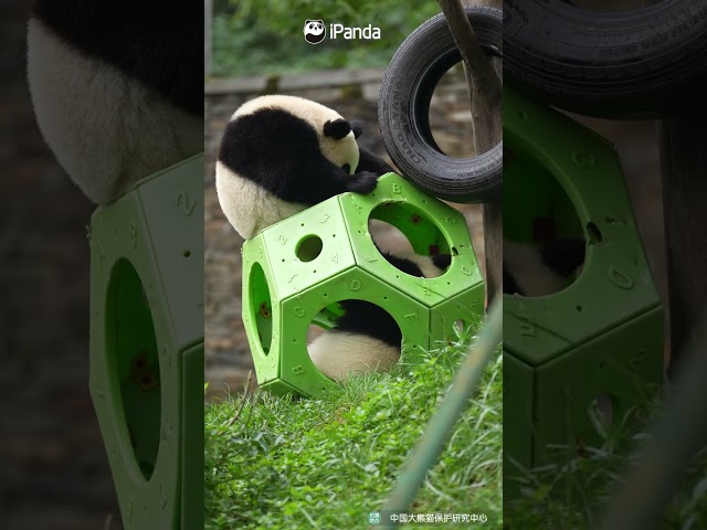 Panda Cubs Debating Over Toy Ownership | iPanda #shorts