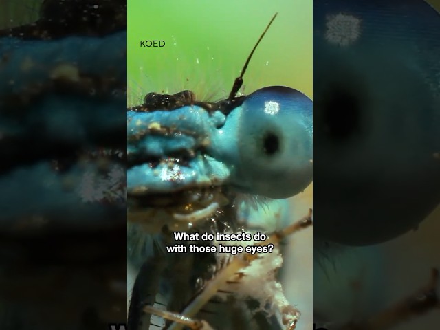 Why Do Insects Have Those Huge Eyes? #shorts #wildlife  #insects