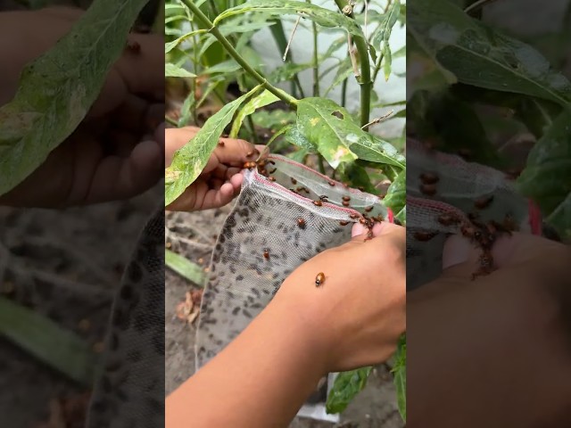 Jeremy Buys 10,000 ladybugs         #shorts #shortvideo #short