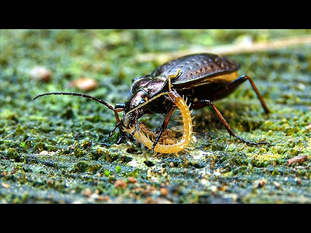 Tiny Killers: The Secret World of Insects