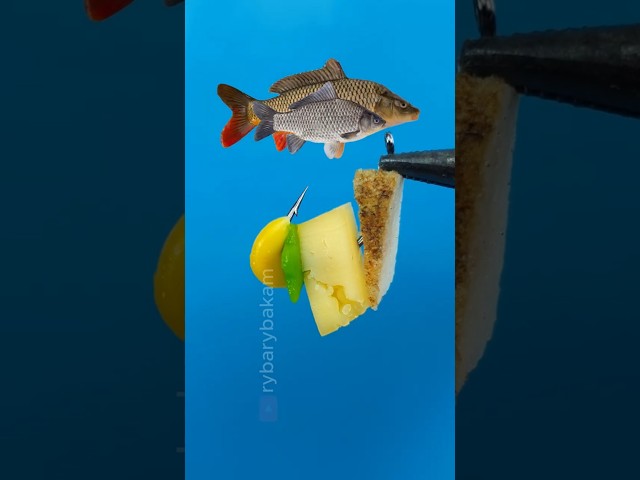 🥓🌽They Can't Resist This Fishing Combo! 💥 #shorts