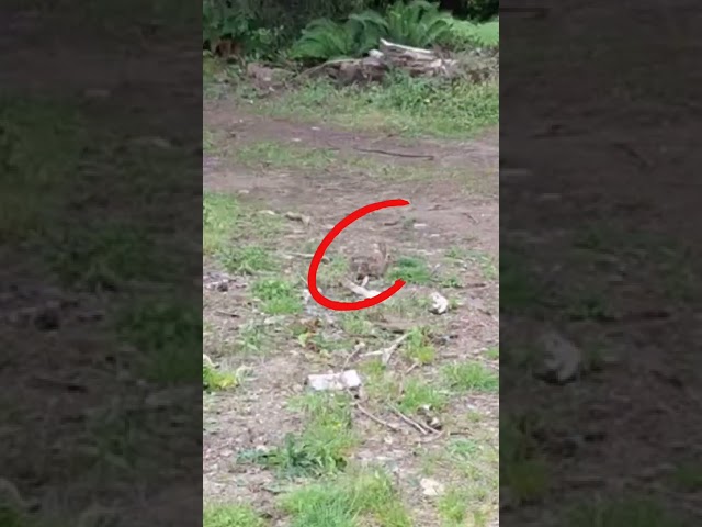 Remote Viewing Secrets: Bunny Hunting with Mind Power