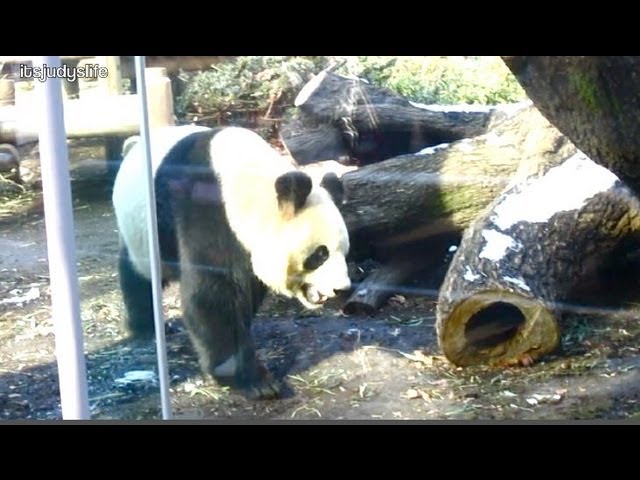Tokyo ZOO  - January 27, 2012 - itsJudysLife