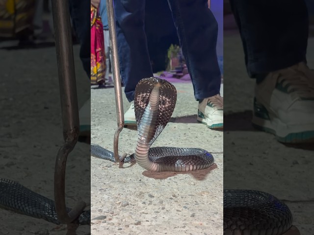 wildlife 🫶🫰🐍😇