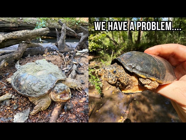 Big Muddy Snapping Turtle and Cottonmouths in a Metro Atlanta Creek! Early Fall Herping in Georgia