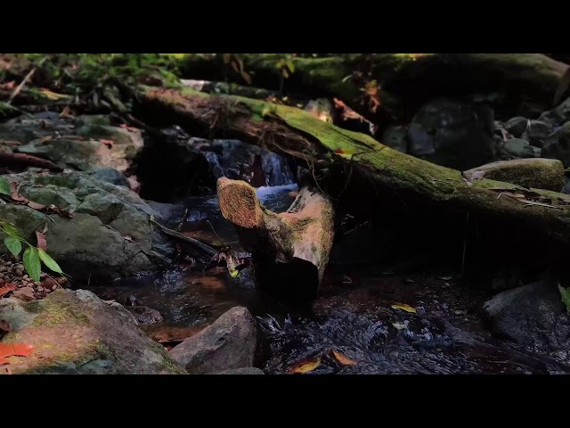 Relaxing Music, Sleep Music, Water Sounds, Meditation Music, Healing Piano for Mindful Rest