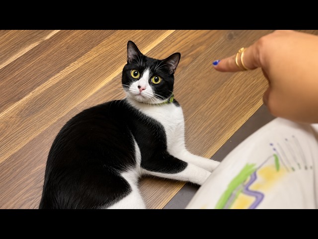 Overdramatic Cats Who Deserve an Oscar 😂 Funny Cat Videos 2026