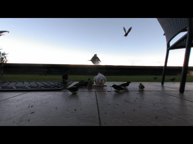 Hawaiian birds on our patio in VR180