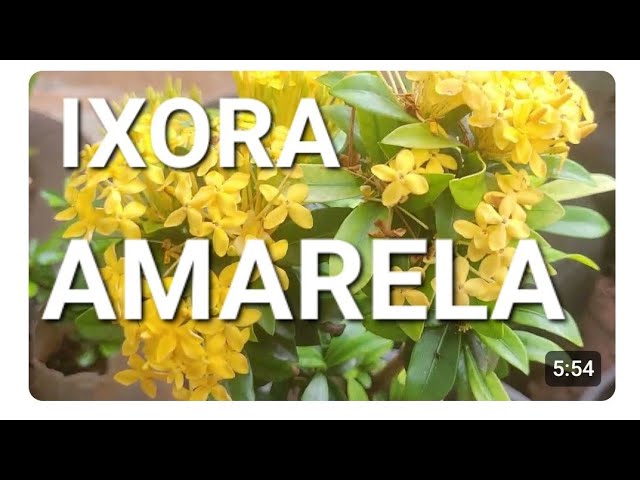 Yellow Ixora in Paranaiguara, GO