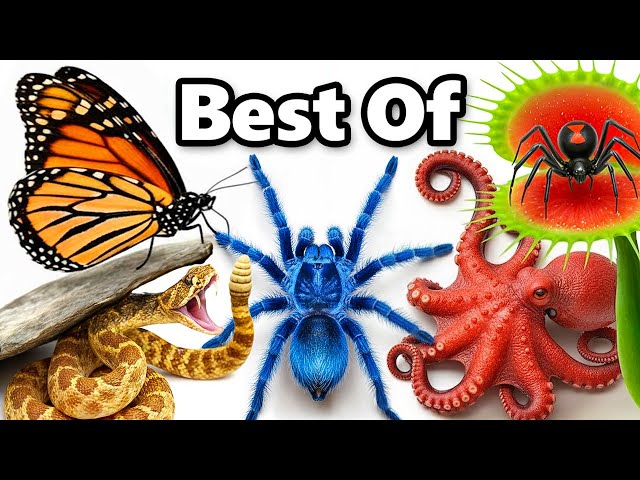 My Best Animal Videos of 2025!