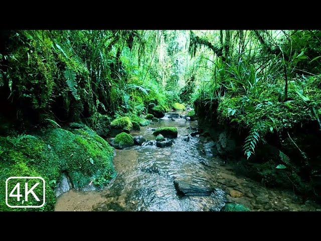Beautiful Nightingale Birdsong in the Morning, Peaceful Stream, Best Place to Relax