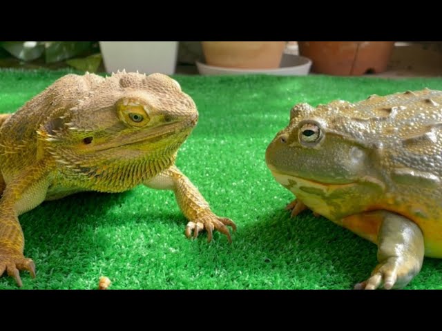 1 million views! Mr Frog 🐸 (Frog & Toad & Lizard & Salamander) summary