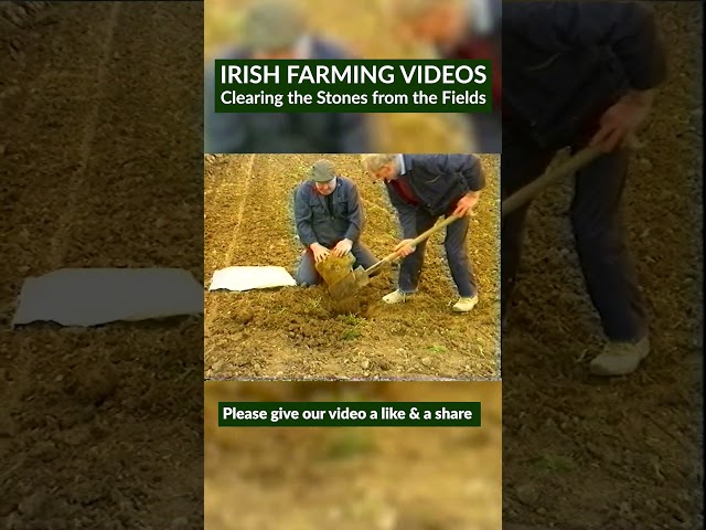 Removing  Stones from the Fields     #ruralireland #traditionalireland
